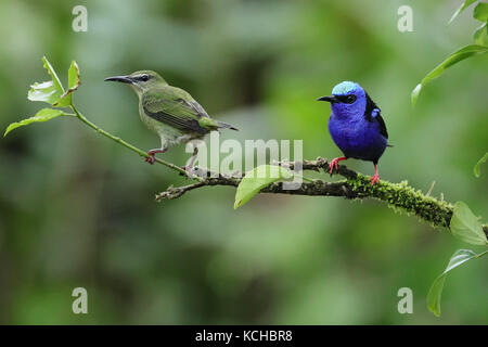 Red-legged Honeycreeper (Cyanerpes cyaneus) perched on a branch in Costa Rica Stock Photo