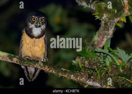 Spectacled Owl (Pulsatrix perspicillata) perched on a branch in Costa Rica. Stock Photo