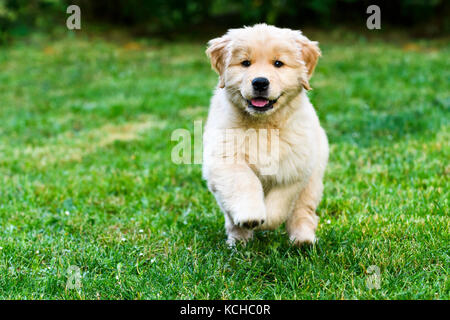 An 8 week old Golden Retriever puppy playing. Stock Photo
