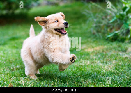 An 8 week old Golden Retriever puppy playing. Stock Photo