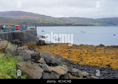 Low tide showing bright yellow seaweed on sea shore at Loch Pooltiel Stock Photo