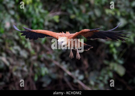 Black-collared Hawk (Busarellus nigricollis) flying in the Pantanal region of Brazil. Stock Photo