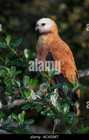 Black-collared Hawk (Busarellus nigricollis) perched on a branch in the Pantanal region of Brazil. Stock Photo