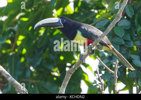 Black-necked Aracari (Pteroglossus aracari) perched on a branch in the Amazon of Brazil. Stock Photo