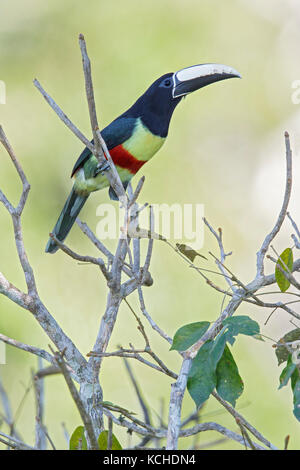 Black-necked Aracari (Pteroglossus aracari) perched on a branch in the Amazon of Brazil. Stock Photo