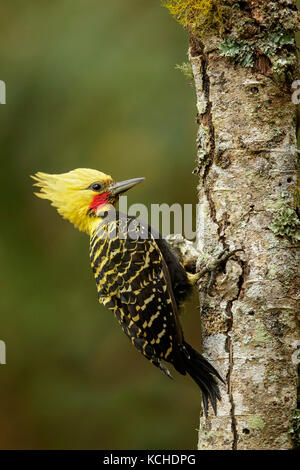 Blond-crested Woodpecker (Celeus flavescens) perched on a branch in the Atlantic Rainforest Region of Brazil. Stock Photo
