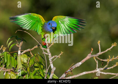 Blue-headed Parrot (Pionus menstruus) perched on a branch in the Amazon of Brazil. Stock Photo