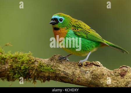 Brassy-breasted Tanager (Tangara desmaresti) perched on a branch in the Atlantic Rainforest Region of Brazil. Stock Photo