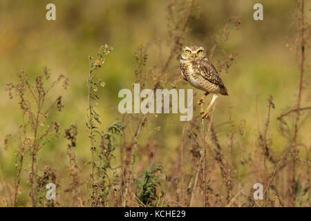 Burrowing Owl (Athene cunicularia) perched on a branch in the Pantanal region of Brazil. Stock Photo