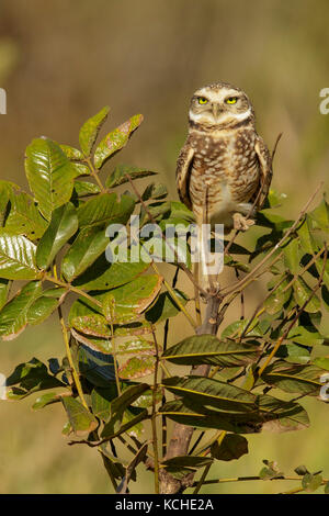 Burrowing Owl (Athene cunicularia) perched on a branch in the Pantanal region of Brazil. Stock Photo