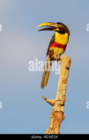 Chestnut-eared Aracari (Pteroglossus castanotis) perched on a branch in the Pantanal region of Brazil. Stock Photo