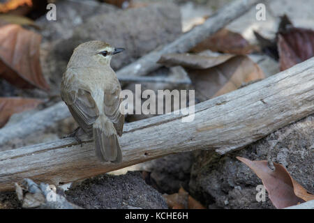 Drab Water Tyrant (littoralis Ochthornis) perched on a branch in the Amazon of Brazil. Stock Photo