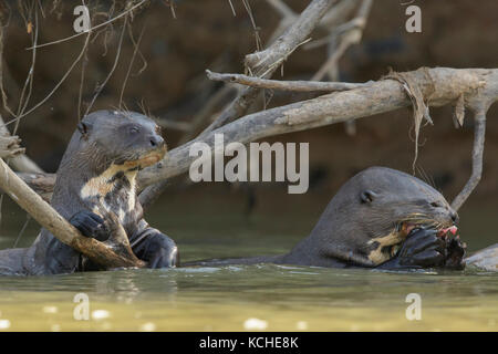 Giant River Otter feeding in a wetland area in the Pantanal region of Brazil. Stock Photo
