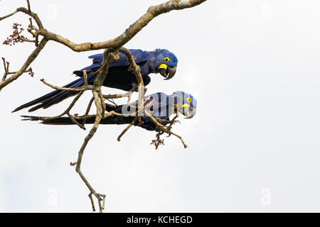 Hyacinth Macaw (Anodorhynchus hyacinthinus) perched on a branch in the Pantanal region of Brazil. Stock Photo