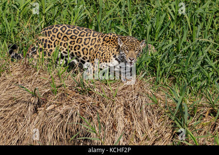 Jaguar in a wetland area in the Pantanal region of Brazil. Stock Photo