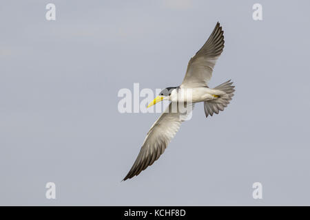 Large-billed Tern (Phaetusa simplex) flying in the Pantanal region of Brazil Stock Photo