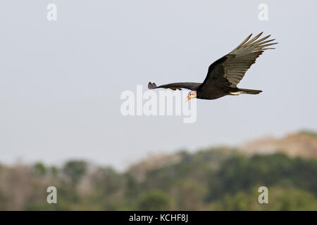 Lesser Yellow-headed Vulture (Cathartes burrovianus) flying in the Pantanal region of Brazil. Stock Photo
