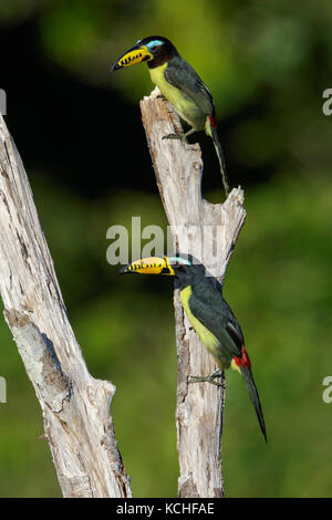 Lettered Aracari (Pteroglossus inscriptus) perched on a branch in the Amazon of Brazil. Stock Photo