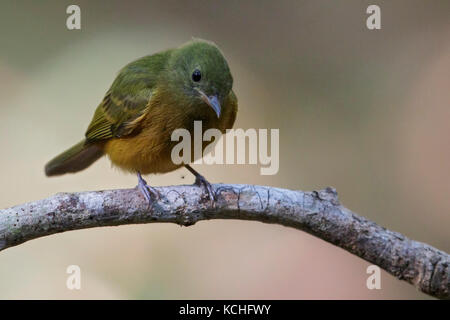 Ochre-bellied Flycatcher (Mionectes oleagineus) perched on a branch in the Amazon of Brazil. Stock Photo