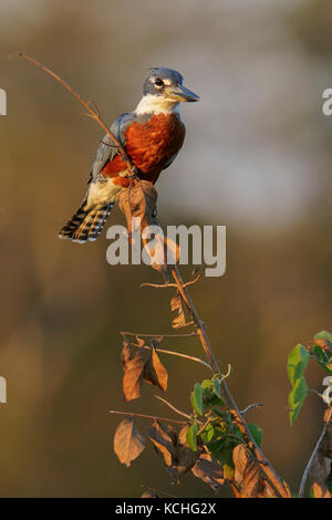 Ringed Kingfisher (Megaceryle torquata) perched on a branch in the Pantanal region of Brazil. Stock Photo