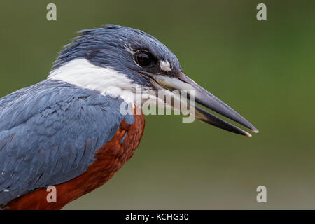 Ringed Kingfisher (Megaceryle torquata) perched on a branch in the Pantanal region of Brazil. Stock Photo
