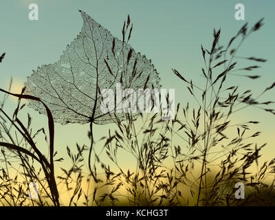 Black Poplar Populus nigra skeleton leaf caught in grass Stock Photo