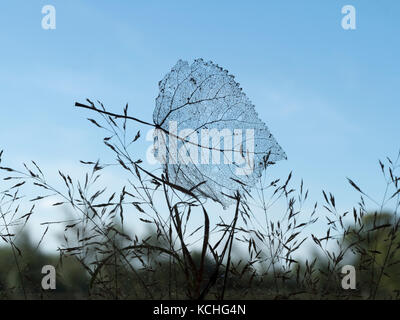Black Poplar Populus nigra skeleton leaf caught in grass Stock Photo