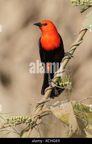 Scarlet-headed Blackbird (Amblyramphus holosericeus) perched on a branch in the Pantanal region of Brazil. Stock Photo