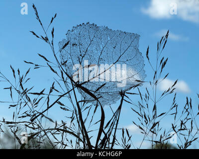 Black Poplar Populus nigra skeleton leaf caught in grass Stock Photo