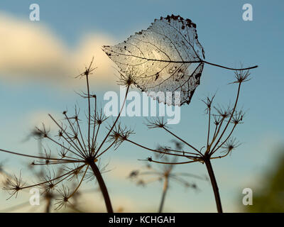 Black Poplar Populus nigra skeleton leaf caught in grass Stock Photo