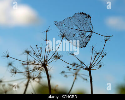 Black Poplar Populus nigra skeleton leaf caught in grass Stock Photo