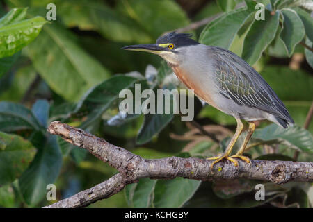 Striated Heron (Butorides striata) perched on a branch in the Pantanal region of Brazil. Stock Photo