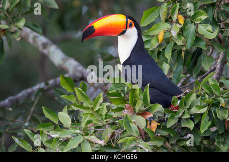 Toco Toucan (Ramphastos toco) perched on a branch in the Pantanal region of Brazil. Stock Photo
