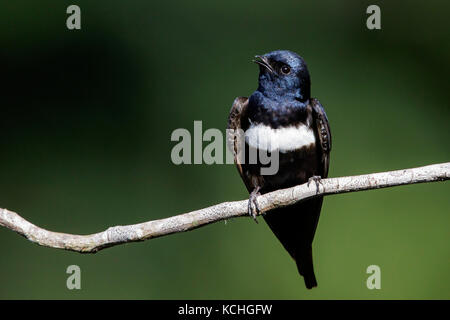 White-banded Swallow (Atticora fasciata) perched on a branch in the Amazon of Brazil. Stock Photo