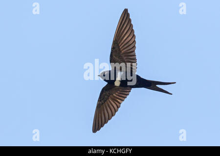 White-banded Swallow (Atticora fasciata) flying in the Amazon of Brazil. Stock Photo