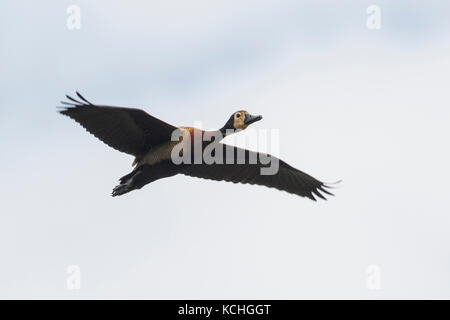 White-faced Whistling-Duck (Dendrocygna viduata) flying in the Pantanal region of Brazil. Stock Photo