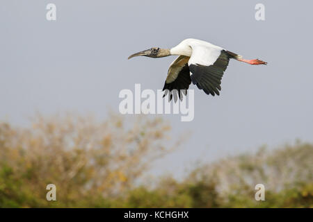 Wood Stork (Mycteria americana) flying in the Pantanal region of Brazil. Stock Photo