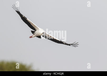 Wood Stork (Mycteria americana) flying in the Pantanal region of Brazil. Stock Photo