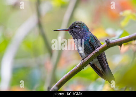 Perched Sapphire-spangled Emerald Stock Photo