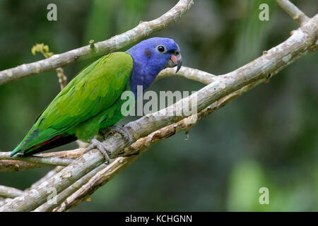 Blue-headed Parrot (Pionus menstruus) perched on a branch in the Amazon in Peru. Stock Photo