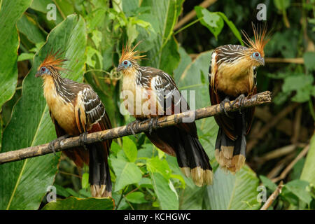 Hoatzin (Opisthocomus hoazin) perched on a branch in Manu National Park, Peru. Stock Photo