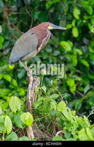 Rufescent Tiger-Heron (Tigrisoma lineatum) perched on a branch in the Amazon in Peru Stock Photo