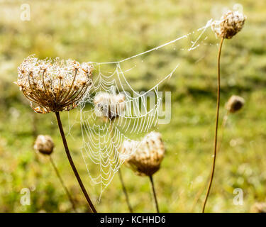 A dewy spider web woven between two flowers of Wild Carrot in a grassland backlighted by sunrise. Stock Photo