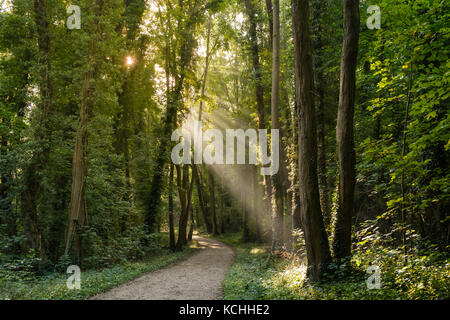 Morning sun rays bursting through the foliage of the wood. Stock Photo