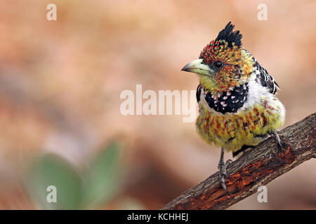 crested barbet, South Africa, Trachyphonus vaillantii Stock Photo
