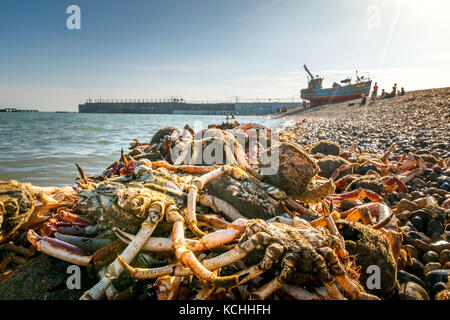 Crab shells discarded on beach in front of commercial fishing boat and Hastings harbour arm Stock Photo