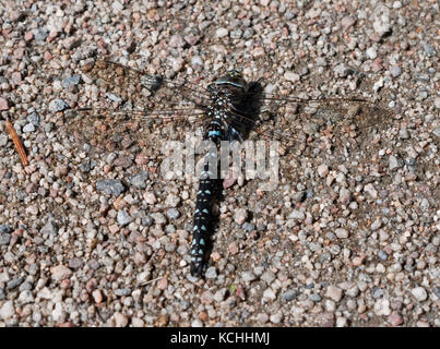 Male common hawker dragonfly (Aeshna juncea) on Rannoch Moor, Scottish Highlands Stock Photo