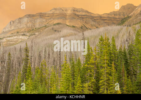 An burned forest and current forest fire with Mount Stanley in Kootenay National Park, BC Stock Photo