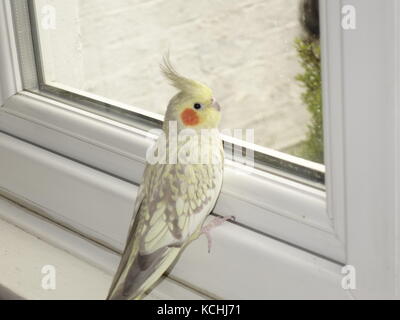 A cute pet Pearl Cockatiel looking out of a window Stock Photo