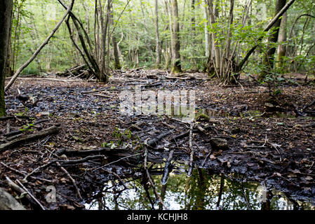 the peat zone of Valganna, natural reserve example of vegetation and greenery of Valganna, Italy Stock Photo